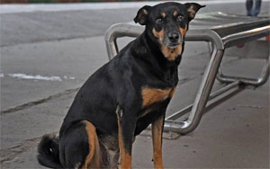 Abandoned Dog Barks At Those Flouting Rules At Chennai's Railway Station