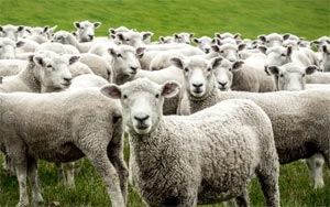Sheep in Ireland Go on Week-Long Sex Drive After Drinking Water Contaminated by Viagra