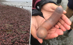 Thousands of 'Pen!s Fish' wash onto California beach