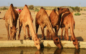 Australia To Kill Up To 10,000 Camels because they drink too much water