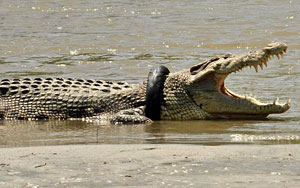 Reward offered to anyone who frees crocodile's neck from tyre - and survives