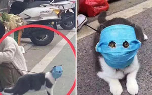 Pets In China Wear Face Masks Amid Coronavirus Crisis