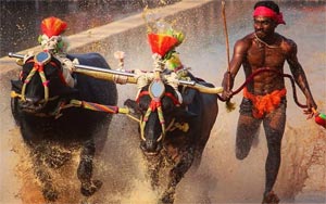 Faster Than Usain Bolt? Karnataka Man Running With Buffaloes Covers 100 Metres in Just 9.55 Secs