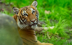 Tiger tests positive for coronavirus at Bronx Zoo, first known case in the world