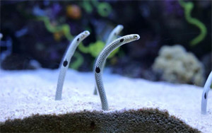 Japanese Aquarium Asks People to Video-Call Its Eels During Coronavirus Lockdown