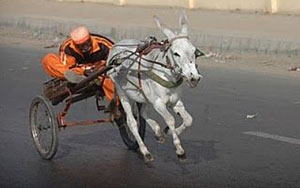 Donkey arrested on charge of gambling in Pakistan