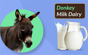 India To Get Its First Dairy For Donkey Milk; One Litre Milk May Sell For Rs 7K
