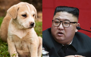 North Koreans Reportedly Ordered To Hand Over Their Dogs For Meat Amid Food Shortages
