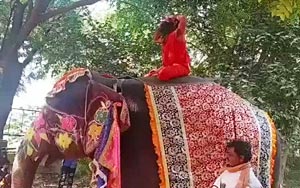 Viral - Baba Ramdev Falls off Elephant While Performing Yoga