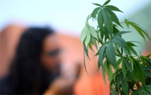 Cannabis is Not a Banned Narcotics Substance Anymore, The UN Commission Reclassifies The List!