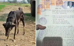 Frustrated With The Sons' Behaviour, The MP Farmer Gives Half Of His Property To His Pet Dog!