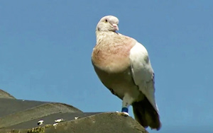 US Pigeon That Flew To Australia May Be Put Down For 'Illegal Entry'