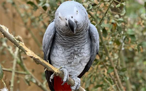 Doctor In Lucknow Files FIR For His Missing Rare Breed African Parrot!