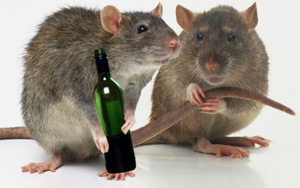 A Mysterious Case of Missing Liquor From Haryana Police Stations, Cops Blame 'Rats'!