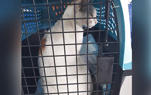 Cat Caught Smuggling Drugs Into Panama Prison