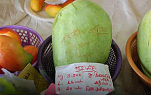 Most Expensive Mango! This Mango Cultivated In Madhya Pradesh Costs Up To Rs 1,000 Apiece