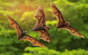 Chinese Researchers Find Batch Of New Coronaviruses In Bats: Report 