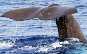 Fishermen Hit Jackpot With Million-Dollar Find in Whale's Belly