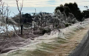 Watch: Giant Spiderwebs Blanket Australian Towns After Floods