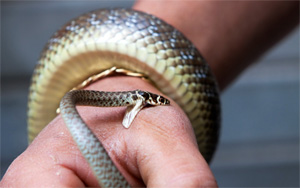 Bihar Man Ties Rakhi to Pair of Snakes on Raksha Bandhan, Dies After It Bites Him