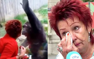 Woman Banned From Belgian Zoo Over 'Relationship' With Chimpanzee