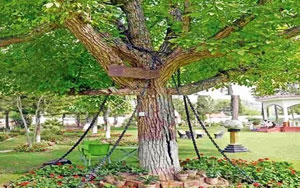 Pakistan`s Famous Chained Tree Has Been Under Arrest for Over a Century