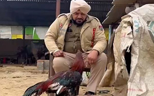 Caught in Cockfight in Punjab, Rooster To Be Brought To Court as 'Case Property'