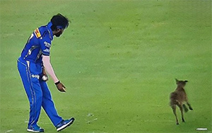 PETA Condemns IPL Ground Staff and Security Personnel For Mistreating Stray Dog During IPL Match