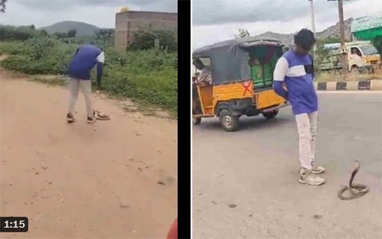 Watch: Drunk Man Tries To Play With Cobra In Andhra Pradesh, Lives To Regret It