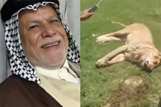 Iraqi Man Killed And Eaten By Pet Lion He Tried To Tame Just Days After Buying It