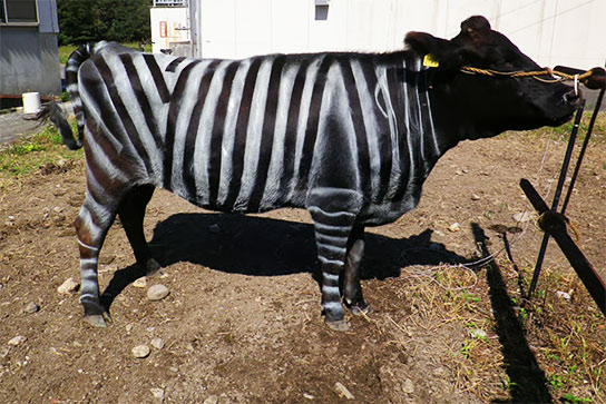 Japanese Researchers Win Lg Nobel Prize for Painting Cows with Zebra-Like Stripes