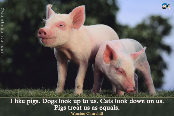 I like pigs.  Dogs look up to us.  Cats look down on us.  Pigs treat us as equals.