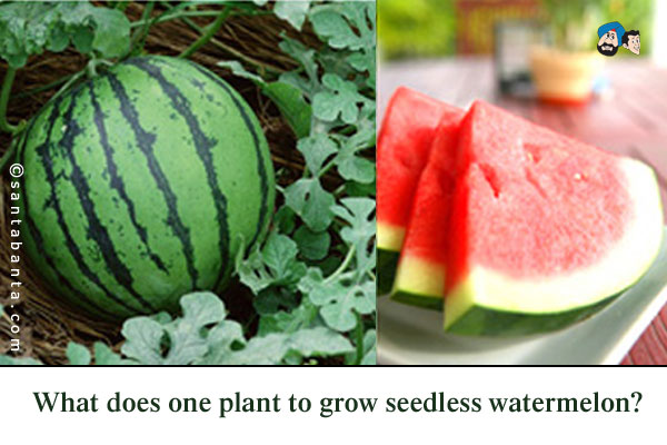 What does one plant to grow seedless watermelon?