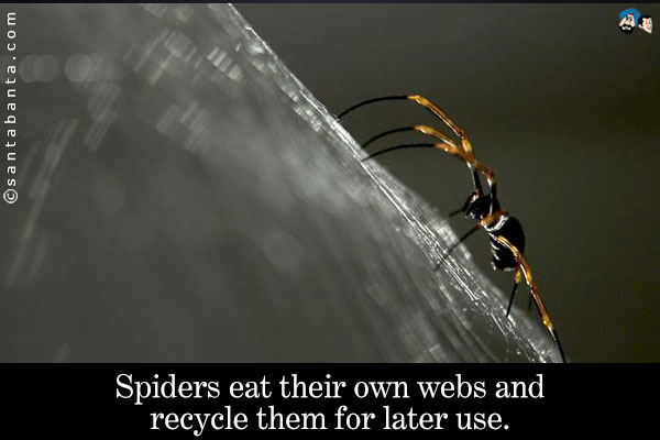 Spiders eat their own webs and recycle them for later use.