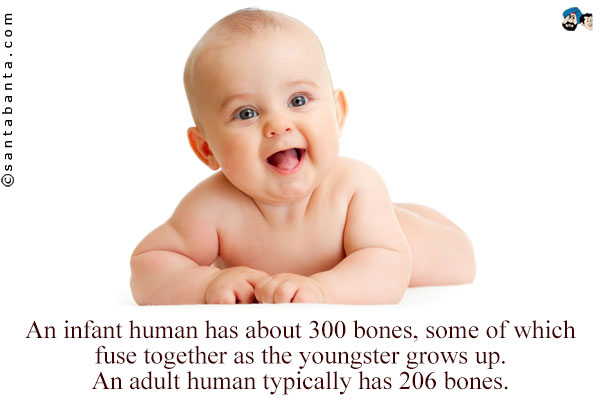 An infant human has about 300 bones, some of which fuse together as the youngster grows up. An adult human typically has 206 bones.