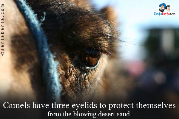 Camels have three eyelids to protect themselves from the blowing desert sand.