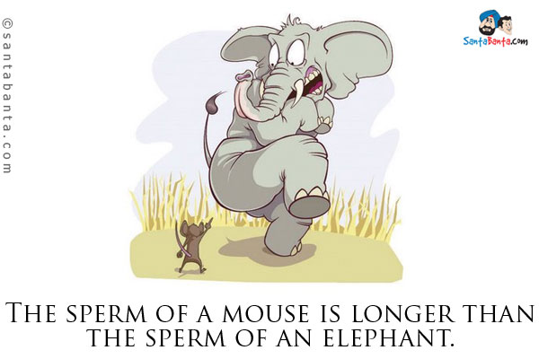 The sperm of a mouse is longer than the sperm of an elephant.