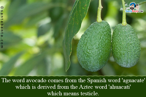 The word avocado comes from the Spanish word 'aguacate' which is derived from the Aztec word 'ahuacati' which means testicle.