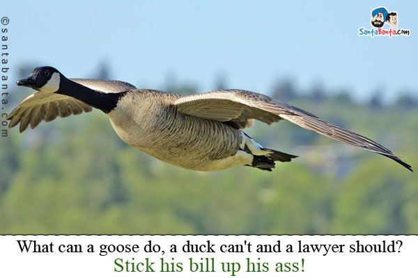 What can a goose do, a duck can't and a lawyer should?<br />
Stick his bill up his ass!