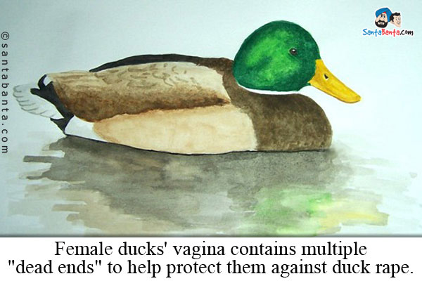 Female ducks' vagina contains multiple `dead ends` to help protect them against duck rape.