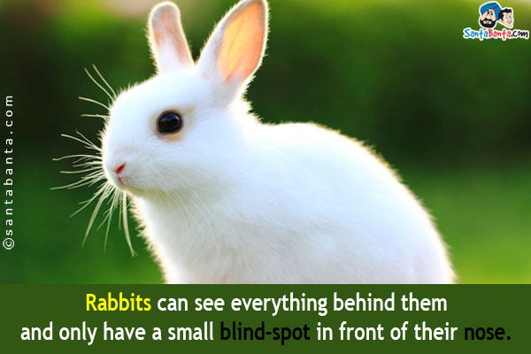 Rabbits can see everything behind them and only have a small blind-spot in front of their nose.