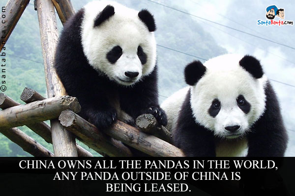 China owns all the Pandas in the world, any Panda outside of China is being leased.