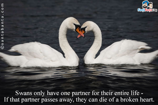 Swans only have one partner for their entire life - If that partner passes away, they can die of a broken heart.