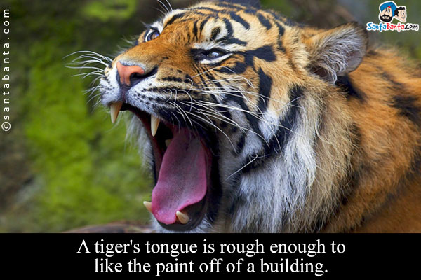 A tiger's tongue is rough enough to like the paint off of a building.