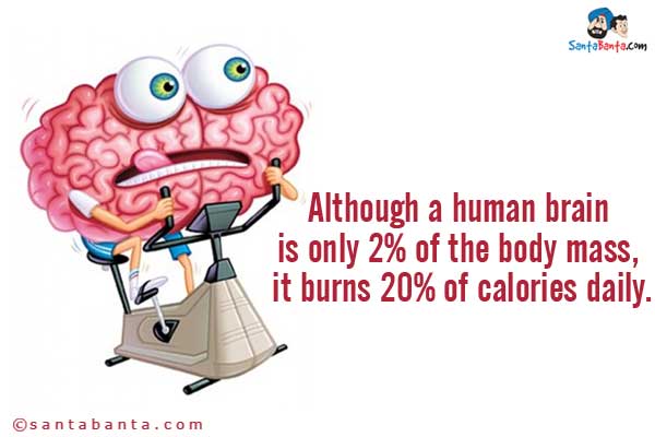 Although a human brain is only 2% of the body mass, it burns 20% of calories daily.