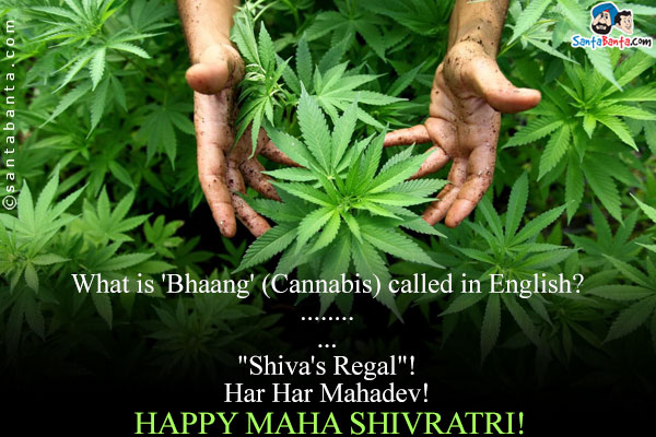 What is 'Bhaang' (Cannabis) called in English?<br />
.<br />
..<br />
...<br />
`Shiva's Regal`!<br />
Har Har Mahadev!<br />
Happy Maha Shivratri!