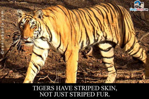 Tigers have striped skin, not just striped fur.