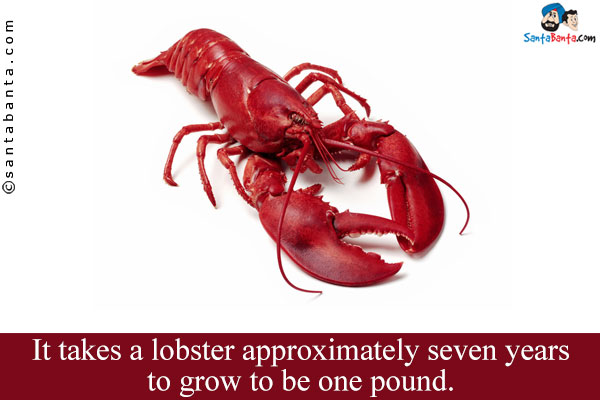 It takes a lobster approximately seven years to grow to be one pound.