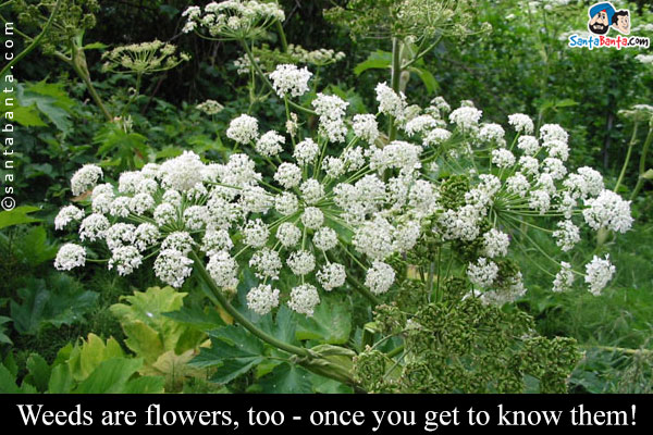 Weeds are flowers, too - once you get to know them!