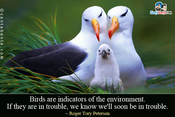 Birds are indicators of the environment. If they are in trouble, we know we'll soon be in trouble.